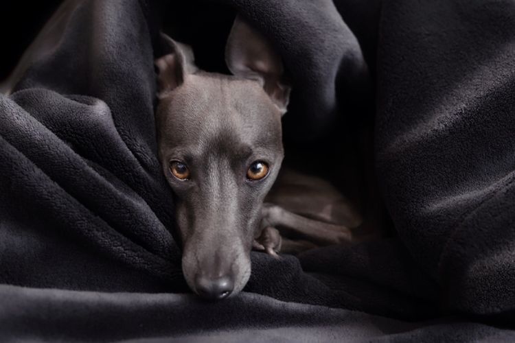 Anjing Agresif Belum Tentu Galak, Bisa Jadi Peliharaanmu Alami PTSD, Kenali Ciri-Ciri Hewan Terkena Gangguan Pasca Trauma