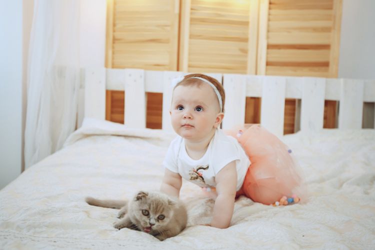 Benarkah Memelihara Kucing Berbahaya Untuk Kesehatan Bayi? Bongkar Fakta Menariknya