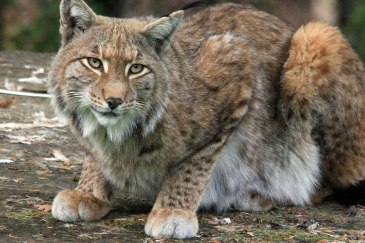 Intip 5 Fakta Menarik Kucing Lynx, Sang Predator Terganas Hutan 3 Benua yang Selalu Menghindari Manusia