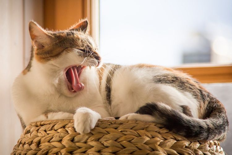 Bukan Sekadar Tanda Kelelahan, Ternyata Ini Alasan Tidak Terduga Kucing Suka Menguap, Ada Pesan Khusus?