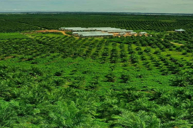 Penjualan CPO Tembus Rp5,77 Triliun, PT Dharma Satya Nusantara Tbk Naikkan Produktivitas Sawit di Kalimantan Timur hingga 3,5 Persen