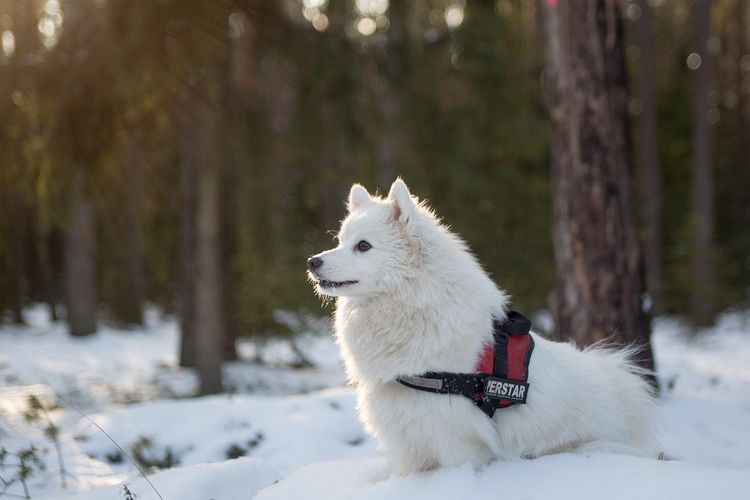 Mengenal Anjing Samoyed, Anabul yang Sering Dikira Serigala, Jadi Ras Termurni di Dunia?