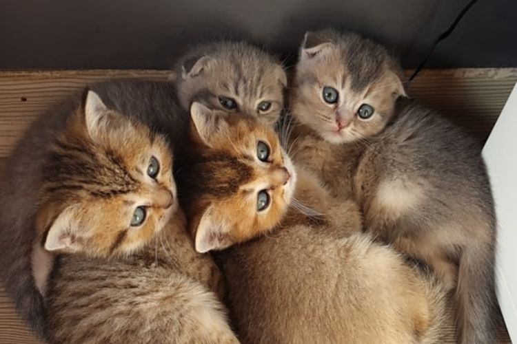 Tak Perlu Khawatir, Ternyata Ini Alasan dan Penyebab Kucing Muntah Bulu