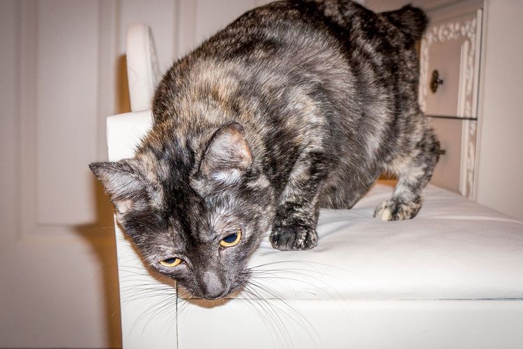 Berikut 4 Keistimewaan Kucing Tortie Dibanding Jenis Lainnya, Benarkah Jadi Pembawa Keberuntungan?