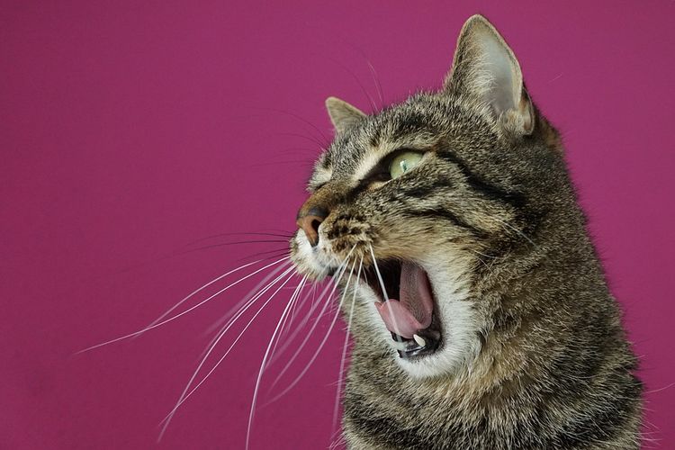 Cat Lovers Wajib Tahu! Begini Tanda-Tanda saat Gigi Kucing Bakal Copot, Benarkah Berbahaya?