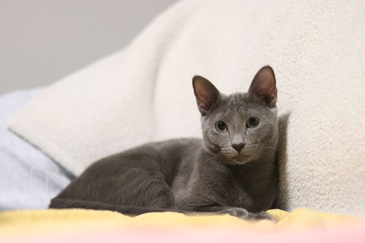 Kerap Dianggap Sama, Inilah Perbedaan antara Kucing Russian Blue dan British Shorthair