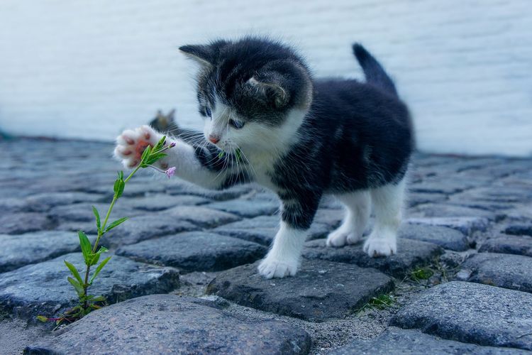 Ingin Pelihara Anabul yang Berukuran Mini? Ini 5 Jenis Ras Kucing Bertubuh Kecil dan Imut