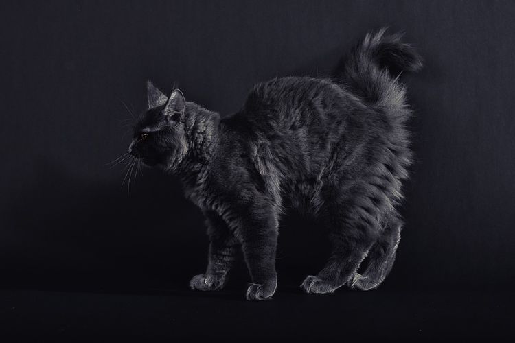 Wajib Tahu! Inilah 5 Tanda-Tanda Kucing Tidak Suka dan Membenci Kita, Nomor 3 Sering Dihiraukan