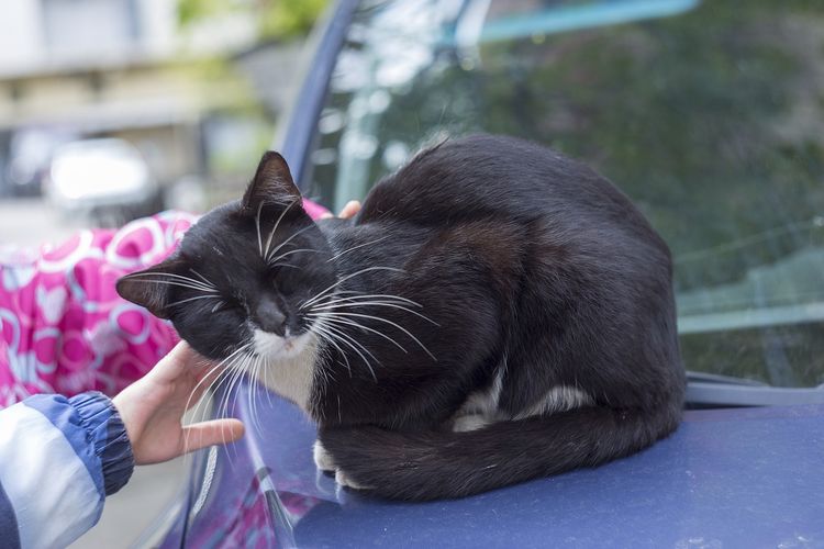 Gak Hanya Mengeong, Inilah 3 Cara Kucing Berkomunikasi dengan Sesama atau Pemiliknya, Nomor 3 Bikin Kaget!