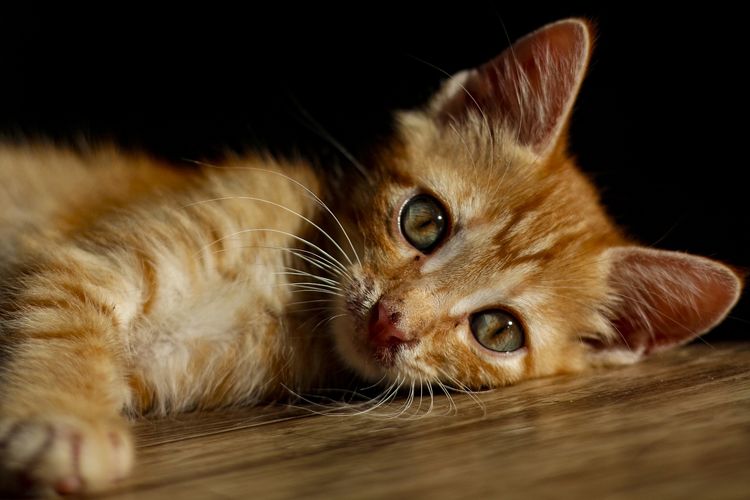 Anabul Menitikkan Air Mata, Cari Tahu Ciri-Ciri Kucing Menangis Beserta Penyebabnya, Benarkah Karena Bersedih?