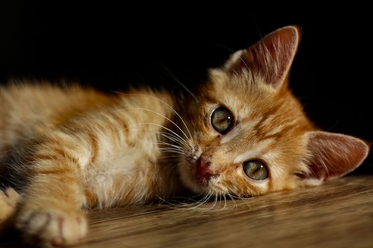 Kucing Peliharaan Suka Ngambek? Bisa Jadi 5 Kebiasaan Pemilik Inilah yang Ternyata Bikin Perasaan Anabulmu Sedih