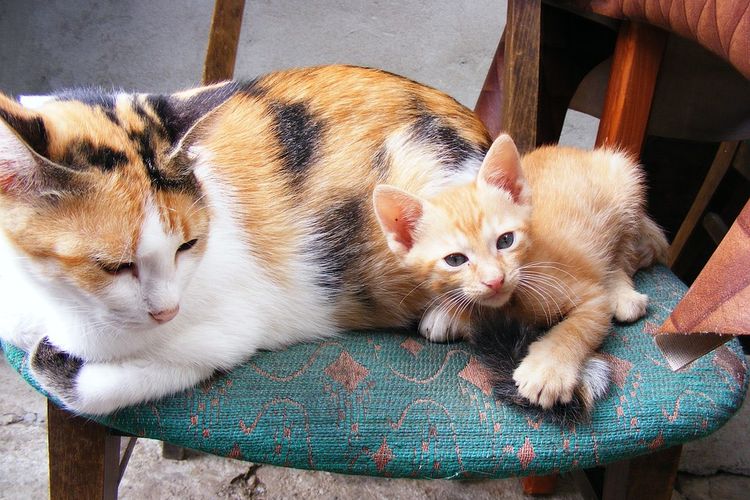 Ternyata Ini Penyebabnya, Berikut 5 Alasan Mengapa Induk Kucing Enggan Menyusui Anaknya
