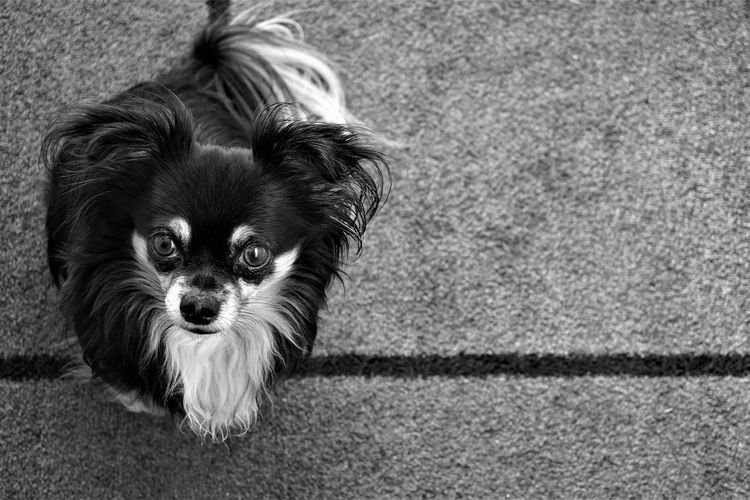 Pemilik Anabul Wajib Tahu! Ini Ciri-Ciri Anjing Ketika Mau Melahirkan yang Harus Diktehaui