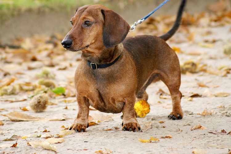 Mengapa Kakinya Pendek? Inilah Beberapa Hal dan Sejarah Mengenai Anjing Dachshund yang Miliki Kaki Sepanjang Setengah dari Anabul Normal