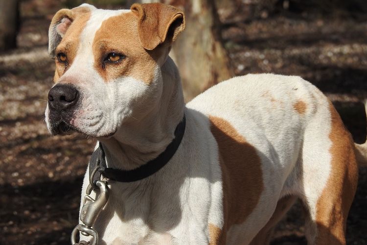 Ganas! Intip 5 Jenis Anjing yang Paling Berbahaya untuk Dipelihara, Ada yang Berasal dari Jepang!