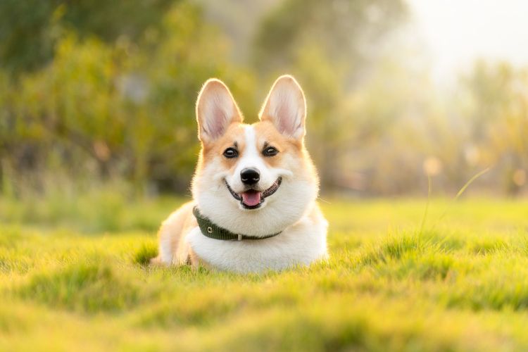 Mengenal Anjing Corgi, Anabul yang Setia dan Ramah, serta Jadi Kesayangan Ratu Inggris