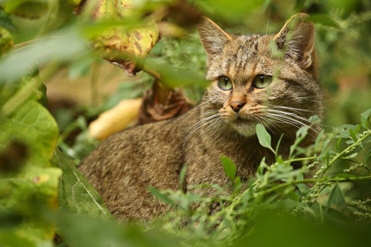 Mengenal Kucing Pallas, Anabul Lucu yang Tinggal di Hutan dengan Bulu Lebat, Ternyata Hampir Punah?