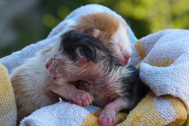 Butuh Perhatian Ekstra, Ketahui 3 Cara Merawat Anak Kucing Tanpa Induk Usia Kitten 1-2 Bulan