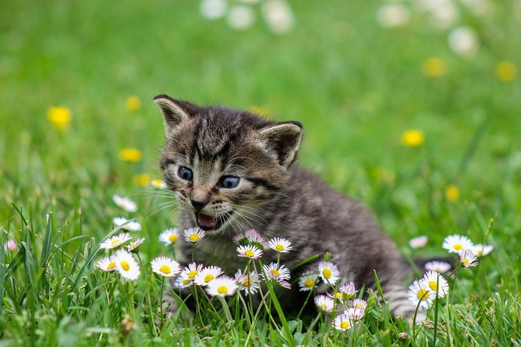 Catlovers Wajib Tahu! Inilah 10 Rahasia Bikin Kucing Nurut dan Cara Menjinakkannya