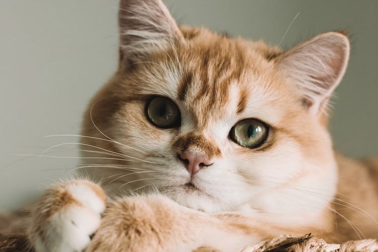 Ucapkan 4 Kata Hipnotis Ini! Auto Kucing Nurut, Berikut Cara Melatih Peliharaan Supaya Dapat Berkomunikasi dengan Baik