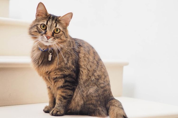 Dijamin Betah! Begini Cara Membuat Kucing Baru Cepat Nyaman Tinggal di Rumah dan Akur dengan yang Lainnya