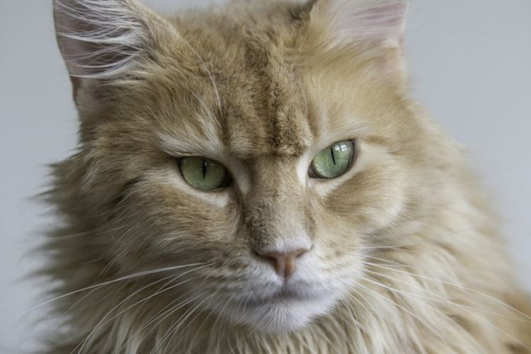 Hati-hati Bisa Nular! Ini 3 Ciri-ciri Kucing Alami Penyakit Rabies yang Wajib Diperhatikan Pemiliknya