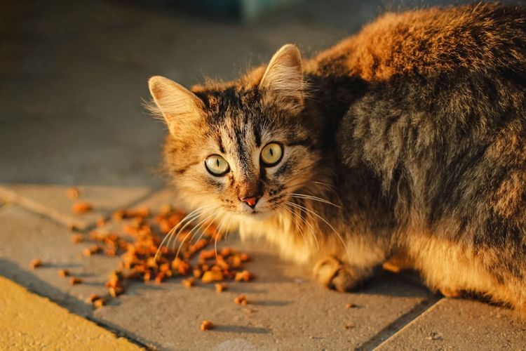 Tips Street Feeding Kucing Jalanan yang Tepat, Sebenarnya Perlu Alas Atau Nggak Ya?