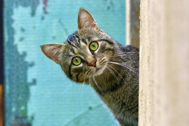 Kembali ke Rumah Setelah Menghilang Lama, Benarkah Karena Kucing Memiliki Daya Ingat yang Kuat?