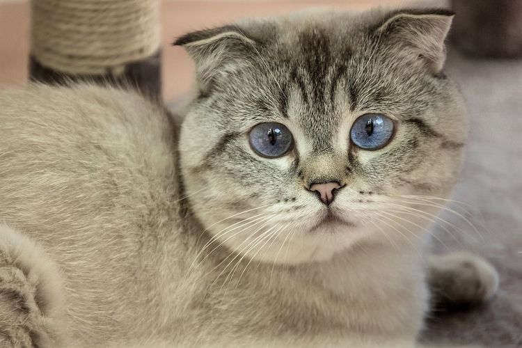 Kelainan tapi Menggemaskan, Inilah 5 Ras Kucing yang Tercipta Akibat Mutasi Genetik