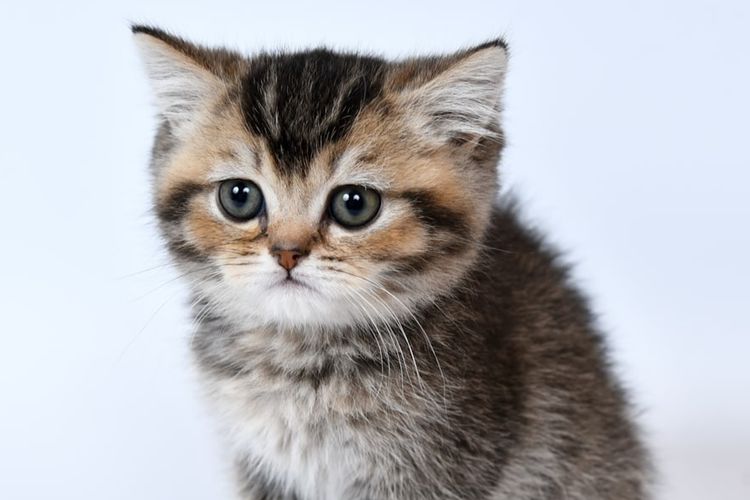 Toilet Training Anak Kucing! Wajib Tahu Cara Mudahnya Agar Mereka Tidak Pup Sembarangan di dalam Rumah