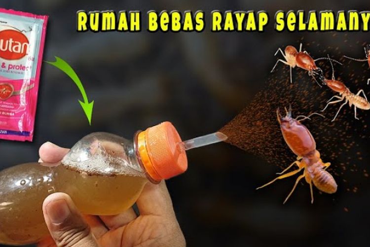Cukup Gunakan Autan, Ramuan Ini Dapat Hilangkan Rayap Dari Rumah, Berikut Caranya