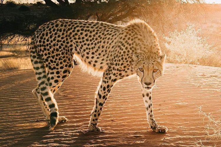 Dipelihara Sultan, Cheetah Ternyata Termasuk Jenis Ras Kucing Besar yang Bersuara Mengeong, Benarkah?