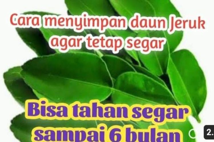 Tahan Sebulan, Ini Tips Menyimpan Daun Jeruk Agar Tetap Segar dan Hijau Tanpa di Kulkas