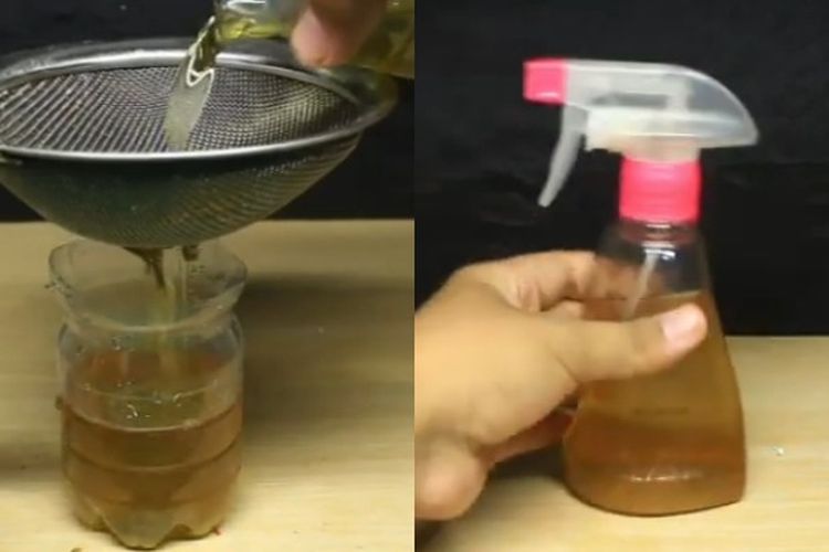 Cukup Pakai Garam, Rokok dan Minyak Kayu Putih, Rumah Bisa Bebas dari Tikus, Cek Disini Cara Pengunaannya