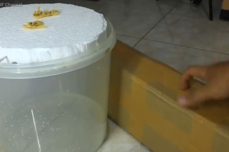 Semua Orang Wajib Tahu! Cuma Modal Tusuk Gigi Bisa Bikin Jebakan Tikus di Rumah, Cek Disini Caranya