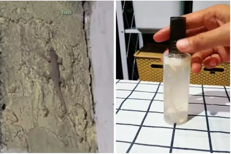 Modal Garam dan Bawang Putih, Begini Cara Buat Perangkap Cerdas Pengusir Cicak di Rumah