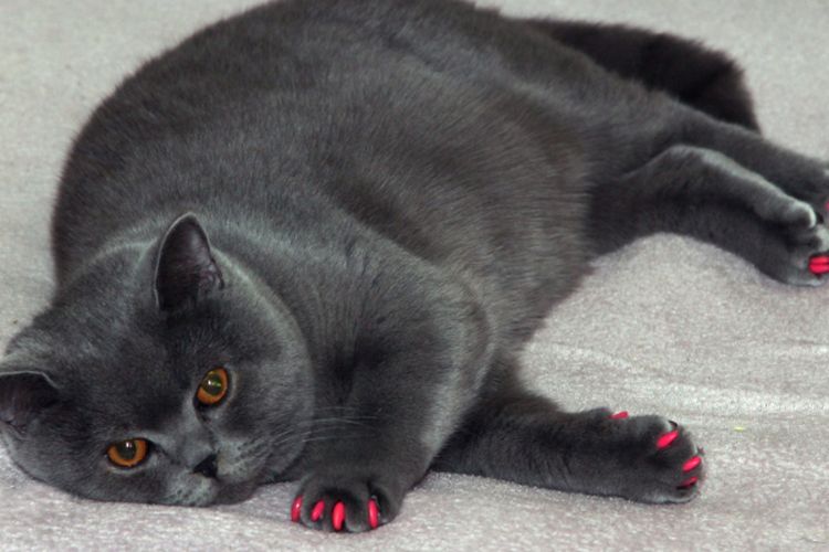 Ingin Anabul Gemuk Tanpa Obesitas? Begini Cara Merawat Kucing Gembrot Agar Tetap Sehat