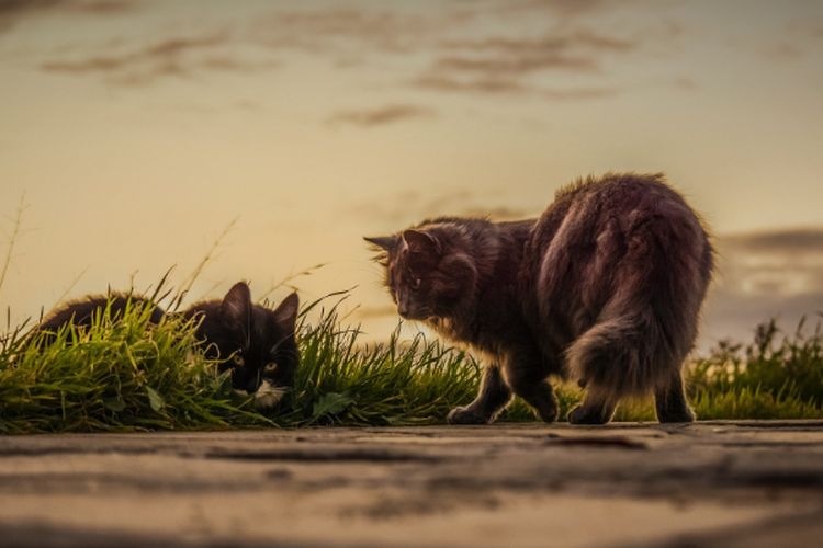 Anabul di Rumah Susah Akur? Bisa Jadi Kamu Belum Terapkan Cara Ini Untuk Mencegah Kucing Berkelahi