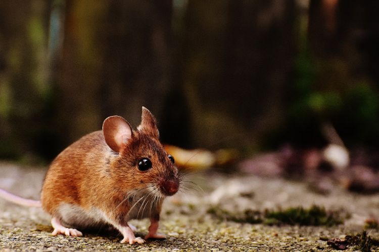 Bermodal 3 Bahan di Rumah, Tikus Auto Pergi Selamanya Berkat ‘Cairan Ajaib’, Ikuti Cara Pembuatannya