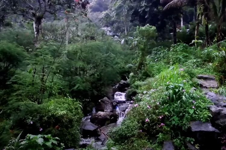 Nekat! Satu Keluarga di Jawa Tengah Ini 11 Tahun Menghuni Kampung di Hutan Lereng Gunung Slamet Banyumas