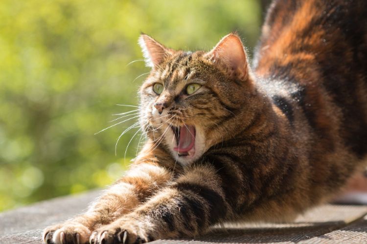 6 Tanda Kucing Menunjukan Kasih Sayang, Nomor 4 Disukai Pemiliknya