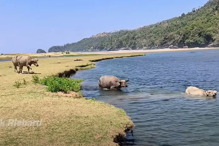 Dipenuhi Kerbau Berenang, Desa Terpencil di Jawa Timur Ini Suguhkan Pemandangan Surga