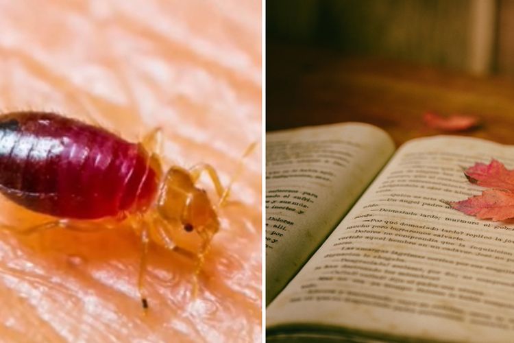 Bersih Belum Tentu Bebas Kutu Kasur! Inilah Cara Membasmi Tuntas Hewan Kecil yang Hinggap di Buku hingga Tempat Tidur