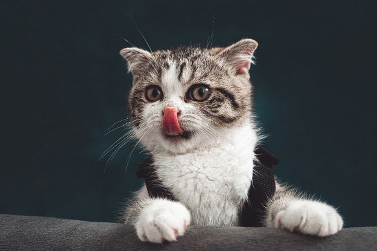 Punya Love Language Tersendiri, Kenali 5 Ciri Kucing Mengekspresikan Cinta Pada Pemiliknya