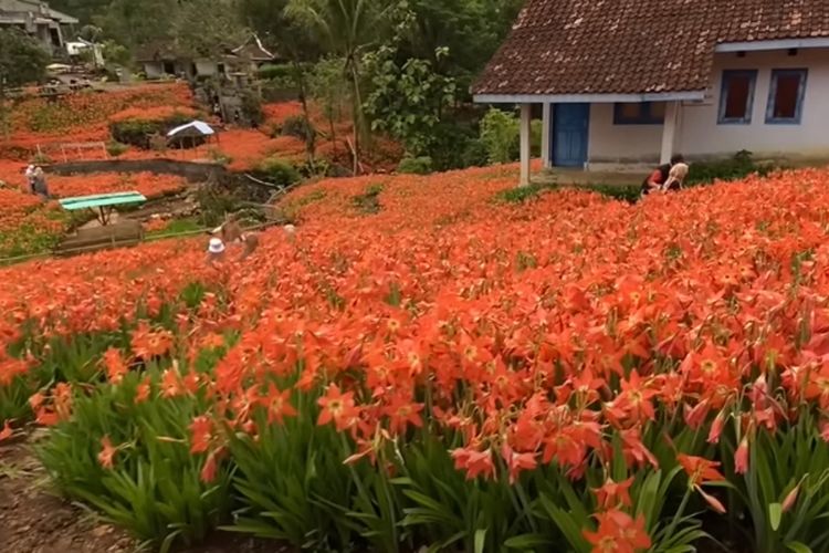 41 Menit dari Jogja, Halaman Rumah Seluas 3.850 m di Gunungkidul Disulap Jadi Wisata Bunga Instagrammable