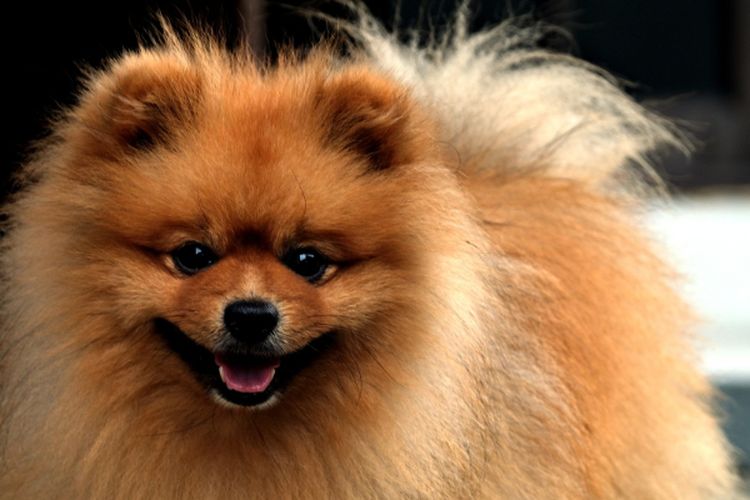Mengulik Sejarah Anjing Pomeranian, Hewan Ras Kuno yang Tubuhnya Menyusut 50 Persen Berkat Ratu Inggris