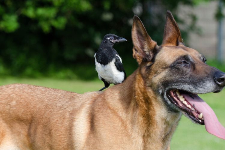 Mengenal Tampilan dan Sifat Belgian Malinois, Ras Anjing Terpintar Berwajah Garang Berhati Malaikat
