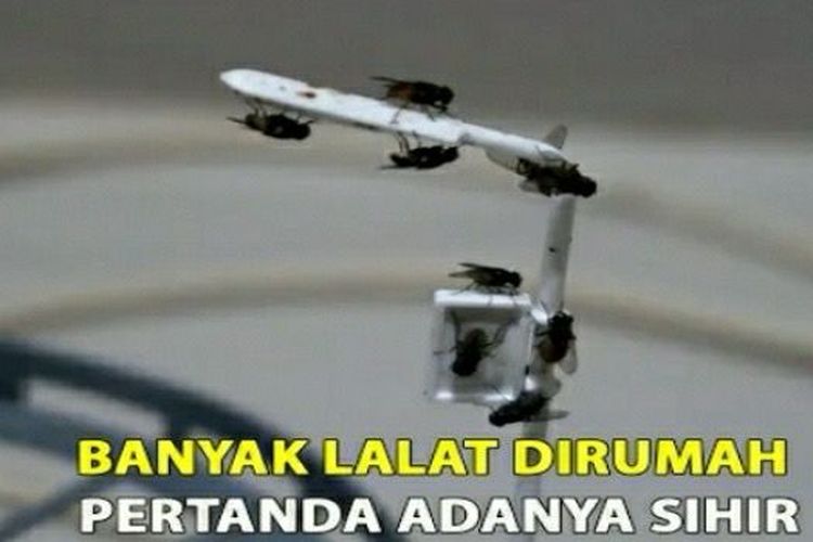 Tak Perlu Nyalakan Lilin, Ini Cara Mengusir Lalat Menggunakan 4 Bahan Alami Ini