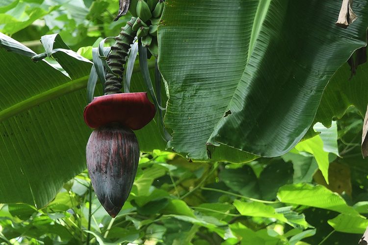 Dijamin Gampang dan Praktis, Begini Tips Mengolah Jantung Pisang Segar agar Tidak Pahit dan Menghitam