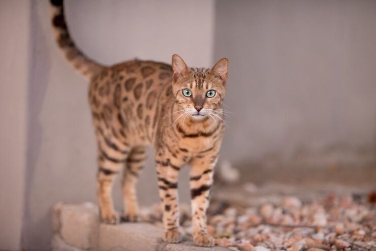 Mengenal Kucing Savannah, Anabul yang Sering Dikira Macan Tutul, Harganya Bikin Geleng-Geleng!